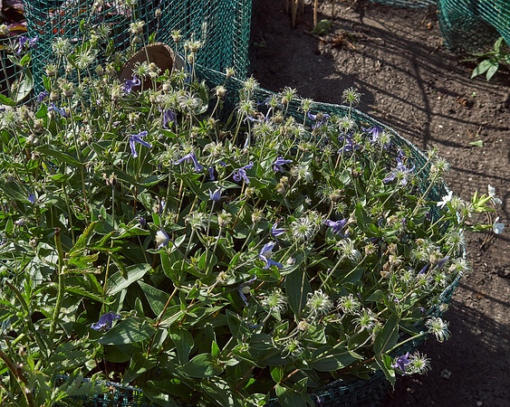 Clematis, Bush