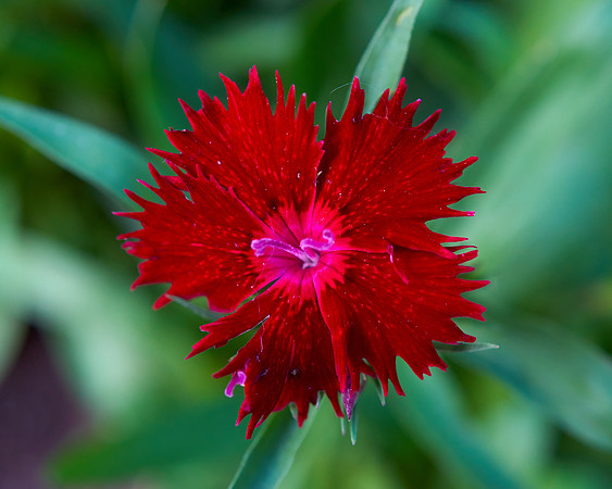 Dianthus 'Rockin' Red'