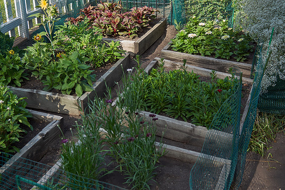 Garden, Annual Boxes