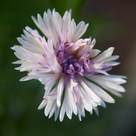 Bachelor Buttons 'Classic Magic'