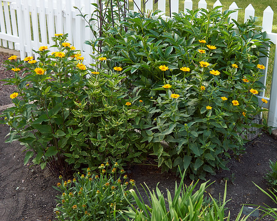 Heliopsis 'Summer Nights'