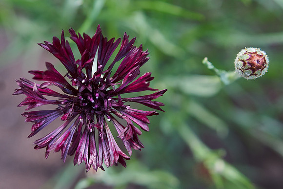 Bachelor Buttons 'Classic Magic'