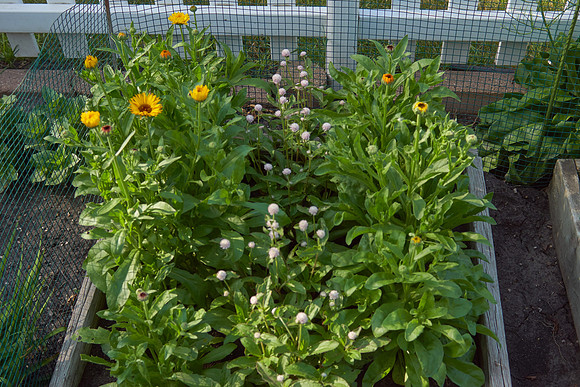 Calendula 'Summer Carnival'
