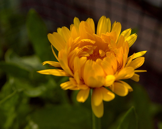 Calendula 'Summer Carnival'