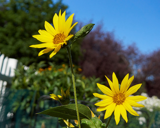 Daisy 'Gloriosa Double Gold'