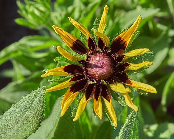Rudbeckia 'Denver Daisy'