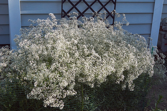 Baby's Breath 'Double Snowflake'