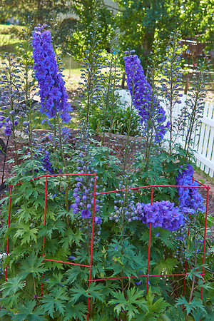 Delphinium 'Pagan Passion'