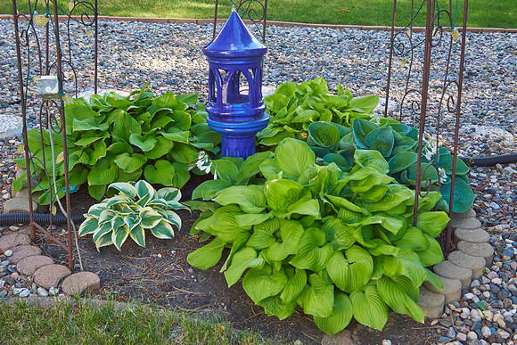 Hostas
