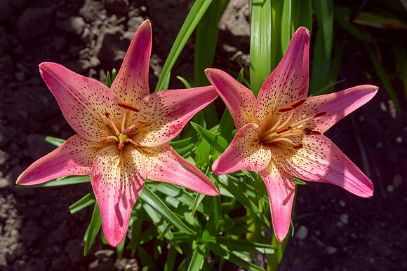 Lily Daylily 'Summer Wine'