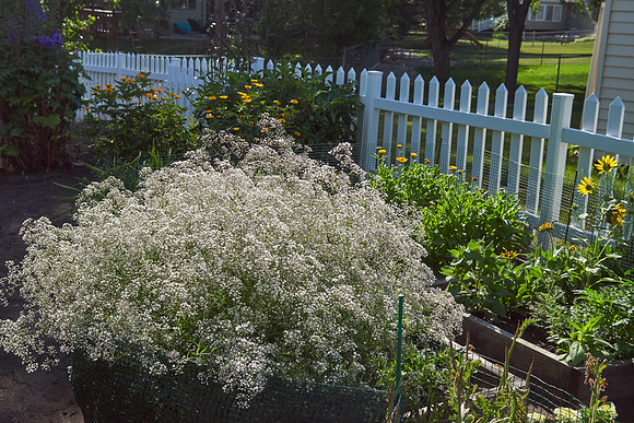 Baby's Breath 'Double Snowflake'