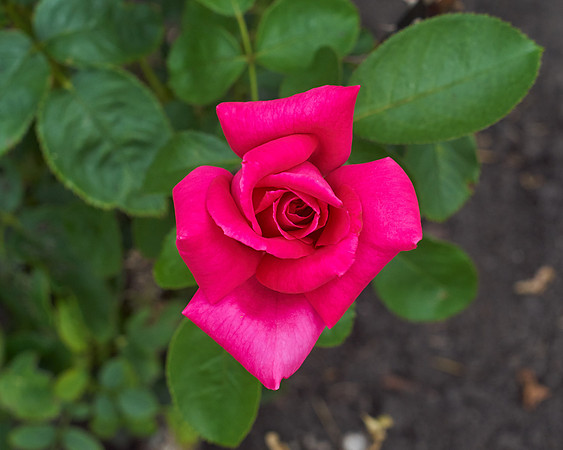 Rose 'Falling In Love'