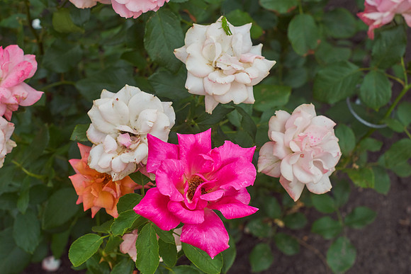 Rose 'Falling In Love'