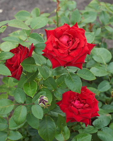 Rose 'Ingrid Bergman'