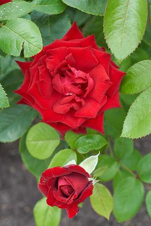 Rose 'Ingrid Bergman'