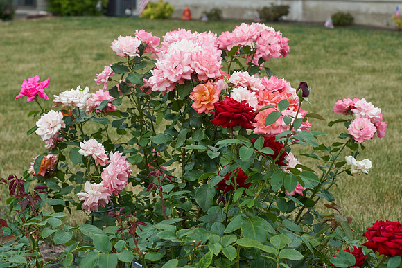 Rose 'Tuscan Sun'