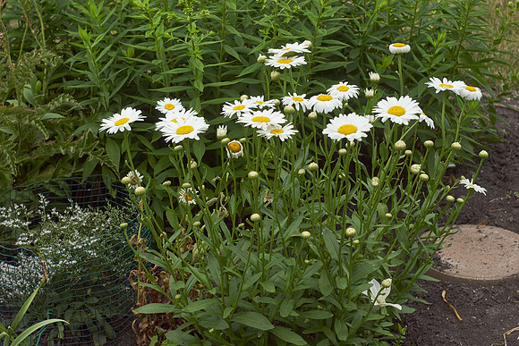 Daisy, Shasta 'Becky'