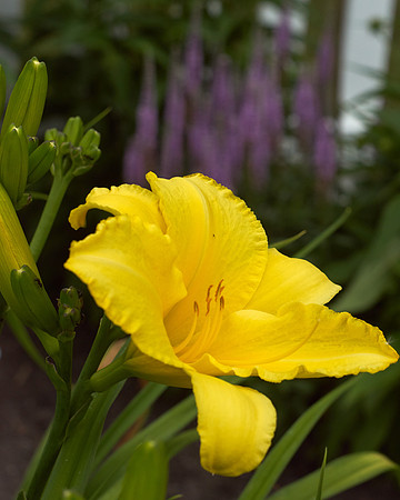 Lily Daylily 'Star Struck'