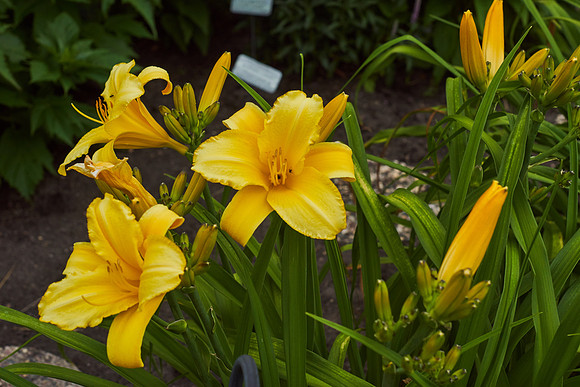 Lily Daylily 'Star Struck'