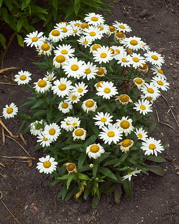 Daisy, Shasta 'Becky'