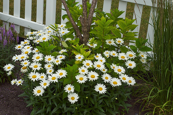 Daisy, Shasta white