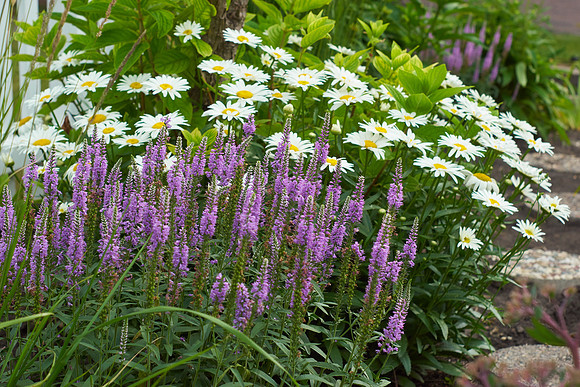 Veronica 'Eveline'