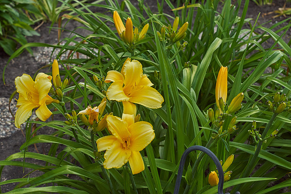 Lily Daylily 'Star Struck'