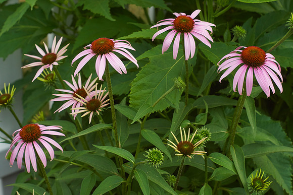 Coneflower 'Wild Berry'
