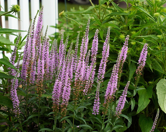 Veronica 'Eveline'
