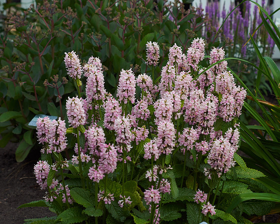 Lamb's Ear 'Hummelo'