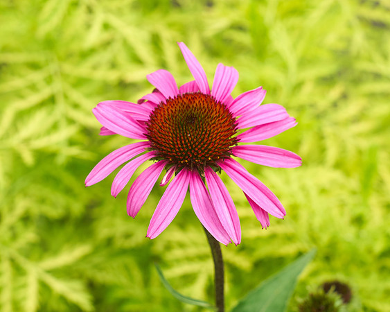 Coneflower 'Ruby Star'