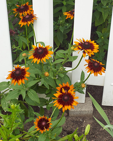 Rudbeckia 'Autumn Forest'