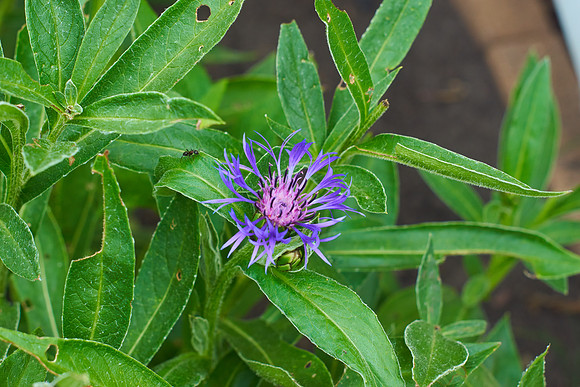 Cornflower 'Mountain Bluet'