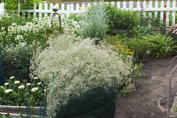 Baby's Breath 'Double Snowflake'