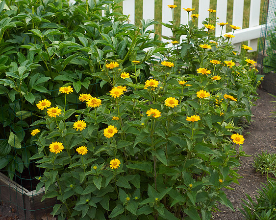 Heliopsis 'Summer Nights'