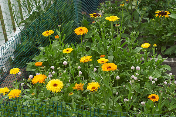 Calendula 'Summer Carnival'
