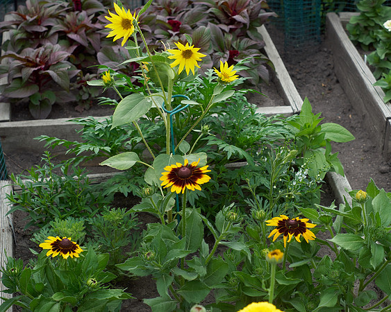 Rudbeckia 'Denver Daisy'