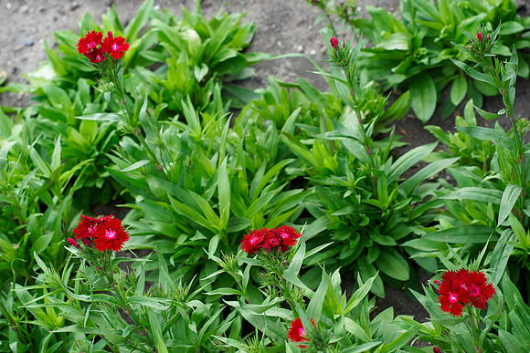 Dianthus 'Rockin' Red'