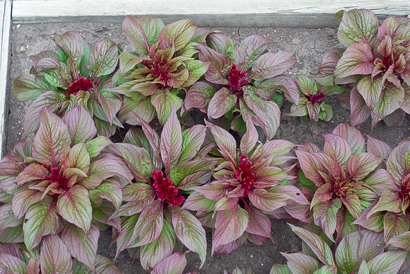 Celosia 'Gypsy Queen'