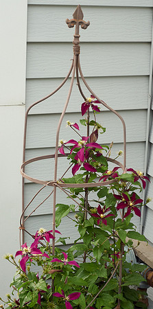 Clematis 'Niobe'