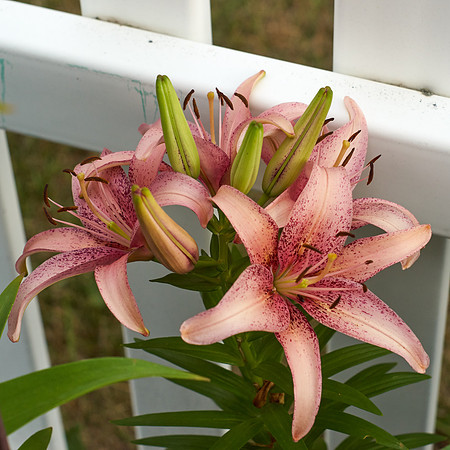 Lily, Oriental white pink