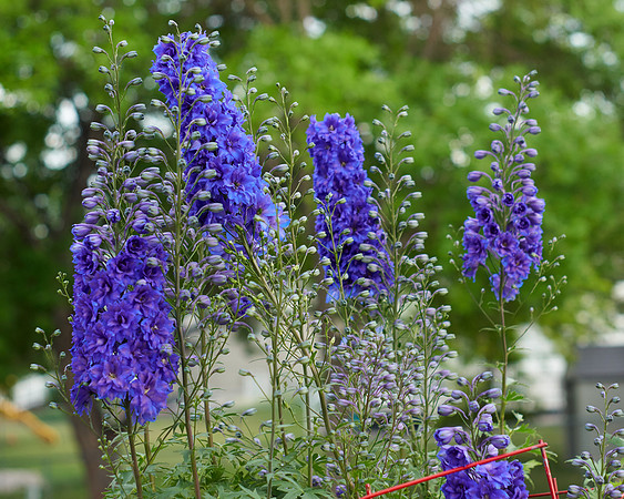 Delphinium 'Pagan Passion'