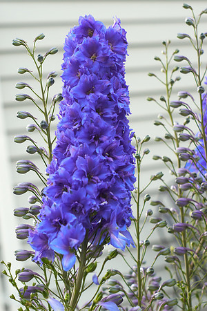 Delphinium 'Pagan Passion'