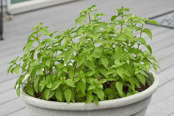 Basil, 'Lemon Citrus'