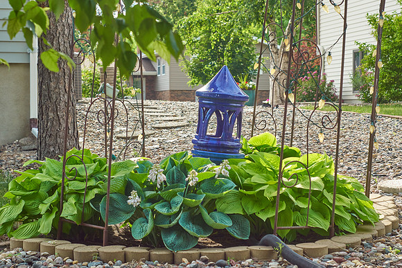 Hostas