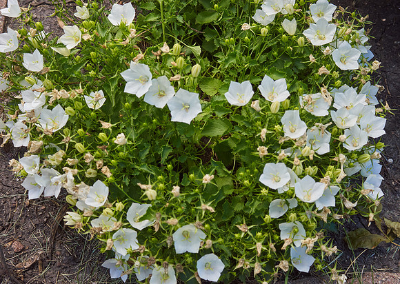 Bellflower, 'White Clips'