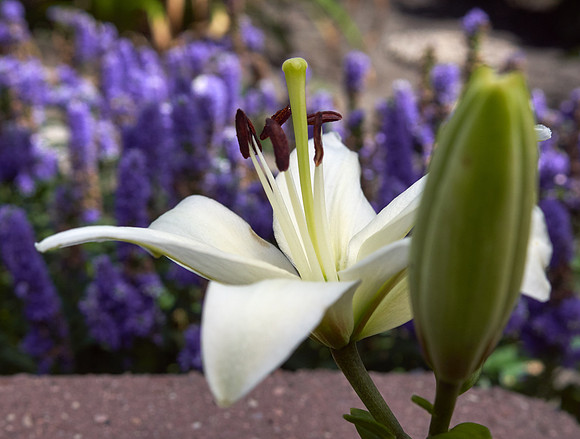 Lily Daylily white