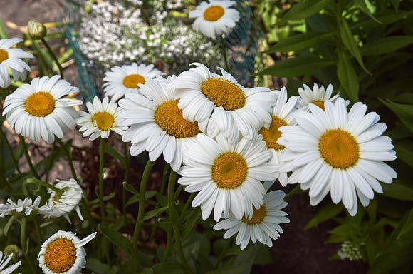 Daisy, Shasta 'Becky'