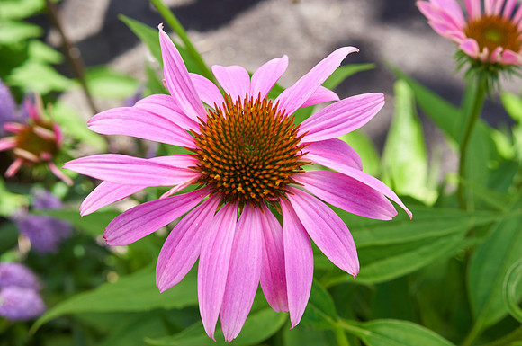 Coneflower 'Wild Berry'