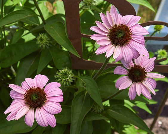 Coneflower 'Cheyenne Spirit'